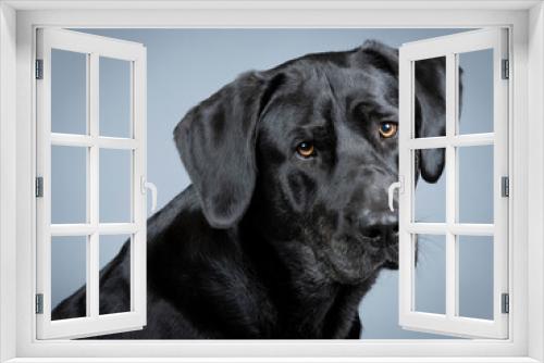 Fototapeta Naklejka Na Ścianę Okno 3D - Portrait of a black labrador retriever