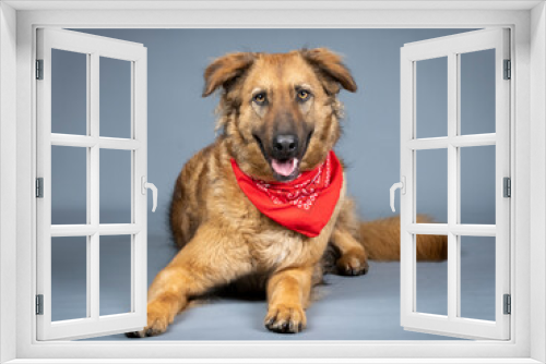 Fototapeta Naklejka Na Ścianę Okno 3D - Shepherd dog with red bandana around his neck lying on front