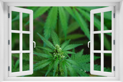 Fototapeta Naklejka Na Ścianę Okno 3D - Cannabis bush is a narcotic and medicinal plant.