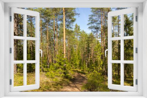 Fototapeta Naklejka Na Ścianę Okno 3D - Panorama of a summer pine forest with a path bathed in sunlight