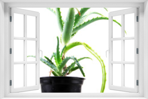 Fototapeta Naklejka Na Ścianę Okno 3D - aloe vera