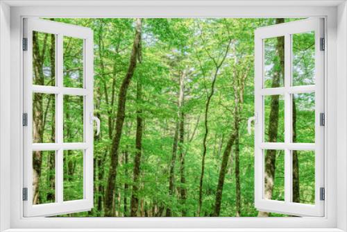 Fototapeta Naklejka Na Ścianę Okno 3D - 新緑が綺麗な瑞々しい木
