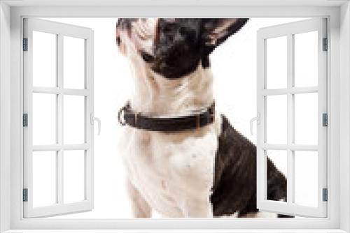 Fototapeta Naklejka Na Ścianę Okno 3D - Bulldog on white background look up