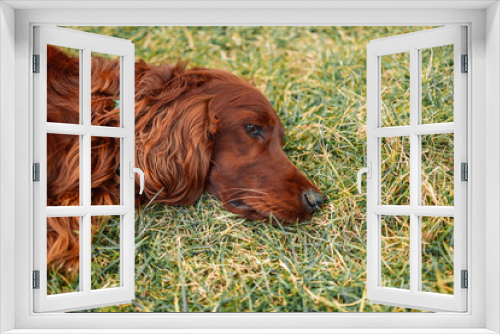 Fototapeta Naklejka Na Ścianę Okno 3D - Tired unhappy brown Irish Setter dog lies on the grass in a summer park.