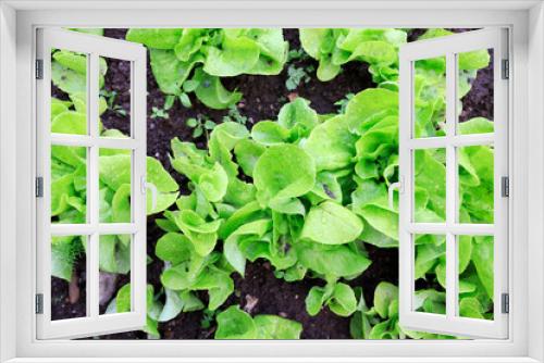 Fototapeta Naklejka Na Ścianę Okno 3D - Organic Salad Growing in a Domestic garden High Angle View Full Frame