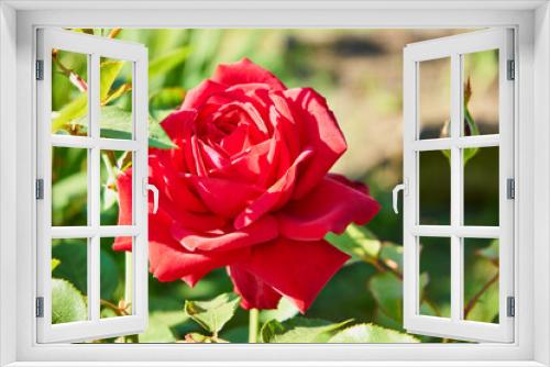Fototapeta Naklejka Na Ścianę Okno 3D - czerwona róża 