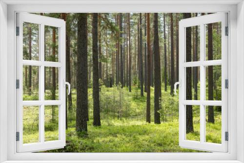 Fototapeta Naklejka Na Ścianę Okno 3D - Pine tree forest. Scenic background picture of Scandinavian summer nature.