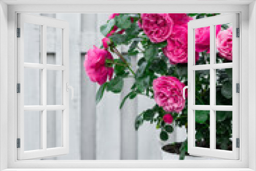 Fototapeta Naklejka Na Ścianę Okno 3D - pink rose in a white flowerpot on a white table against the background of a white wooden fence in the garden, greeting card