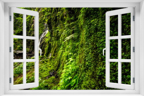 Fototapeta Naklejka Na Ścianę Okno 3D - Burgbach Waterfall in Black Forest Germany. Recorded in summer He falls down a cliff between trees