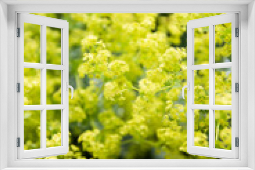 Fototapeta Naklejka Na Ścianę Okno 3D - Pflanze 