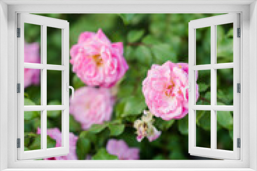 Fototapeta Naklejka Na Ścianę Okno 3D - Macro pink roses 