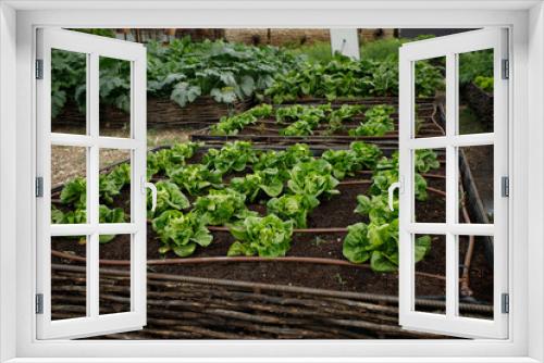Fototapeta Naklejka Na Ścianę Okno 3D - Spinach growing in garden. Fresh natural leaves of spinach in garden bed
