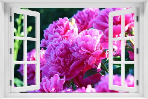 Fototapeta Naklejka Na Ścianę Okno 3D - Różowe kwiaty piwonii w ogrodzie