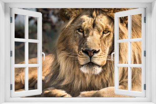 Fototapeta Naklejka Na Ścianę Okno 3D - Lion portrait - King of the African savannah - Wild and free, this big cat seen on a safari nature adventure in South Africa
