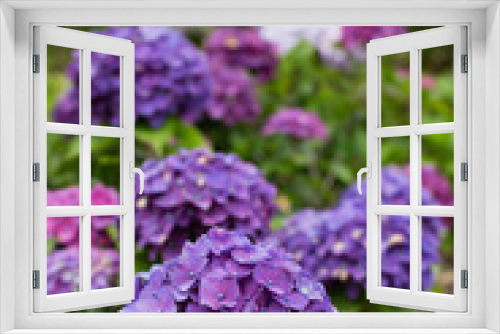 Fototapeta Naklejka Na Ścianę Okno 3D - 紫色の紫陽花の花