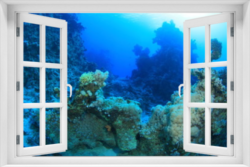 Fototapeta Naklejka Na Ścianę Okno 3D - Marine Life in the Red Sea