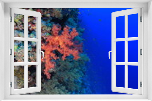 Fototapeta Naklejka Na Ścianę Okno 3D - ELPHINSTONE REEF
