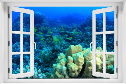 Fototapeta Naklejka Na Ścianę Okno 3D - Marine Life in the Red Sea