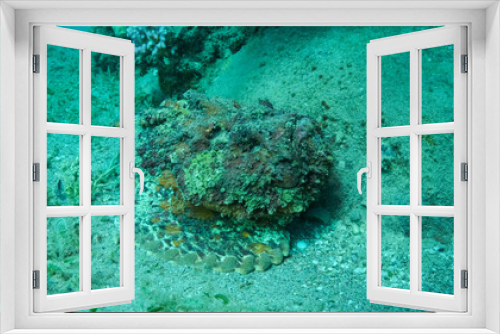 Fototapeta Naklejka Na Ścianę Okno 3D - Close-up of the Stonefish lies on sandy bottom covered with green seagrass. Reef Stonefish (Synanceia verrucosa) Red sea, Egypt