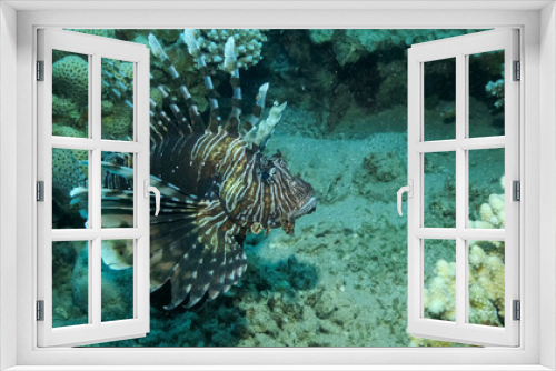 Fototapeta Naklejka Na Ścianę Okno 3D - Common Lionfish or Red Lionfish (Pterois volitans) swim near coral reef. Red sea, Egypt