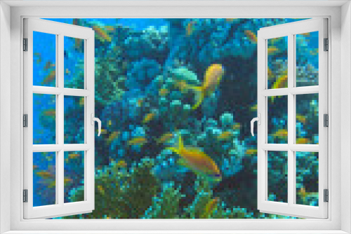 Fototapeta Naklejka Na Ścianę Okno 3D - Colorful tropical fish swims on coral reef on blue water background. Underwater life in the ocean. Arabian Chromis (Chromis flavaxilla) and Lyretail Anthias (Pseudanthias squamipinnis). Red sea, Egypt