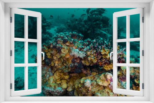 Fototapeta Naklejka Na Ścianę Okno 3D - Nature Red Sea