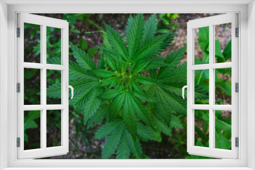 Fototapeta Naklejka Na Ścianę Okno 3D - Cannabis bush is a narcotic and medicinal plant.