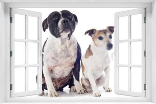 Fototapeta Naklejka Na Ścianę Okno 3D - staffordshire bull terrier and jack russel terrier