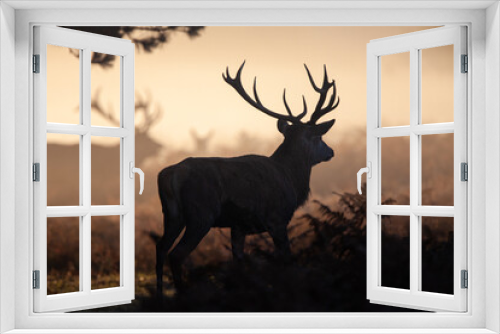 Fototapeta Naklejka Na Ścianę Okno 3D - Silhouetted Red Deer in the morning during the annual deer rut in the UK