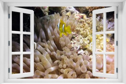 Fototapeta Naklejka Na Ścianę Okno 3D - clown fish