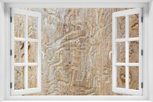 Fototapeta Naklejka Na Ścianę Okno 3D - Wood with corridors of bark beetles. Tree trunk eaten forest pests. Wooden background and texture. NOTE: this photo has a shallow depth of field