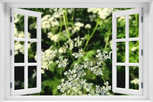 Fototapeta Naklejka Na Ścianę Okno 3D - Stock macro photo of a field plant Cow's parsley or Wild chervil. Clusters of small flowers with stems on long stems. Forest floral background, for print, design