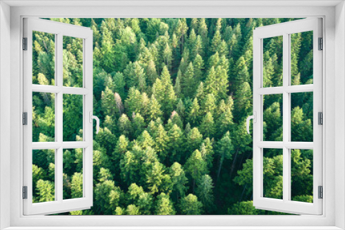 Fototapeta Naklejka Na Ścianę Okno 3D - Aerial view of green pine forest with dark spruce trees. Nothern woodland scenery from above