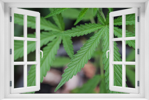 Fototapeta Naklejka Na Ścianę Okno 3D - Marijuana seedlings have a drop of water. herb , Green leaf