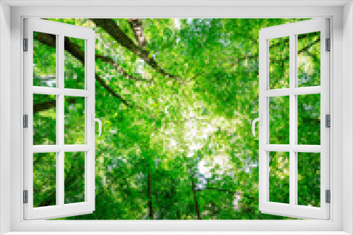 Fototapeta Naklejka Na Ścianę Okno 3D - forest trees nature green wood sunlight backgrounds