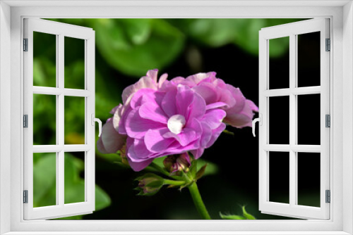 Fototapeta Naklejka Na Ścianę Okno 3D - flor purpura