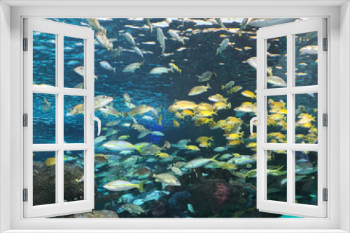 Fototapeta Naklejka Na Ścianę Okno 3D - crystal clear seabed and silver and gold fish swimming calmly in all directions