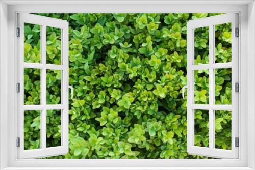 Fototapeta Naklejka Na Ścianę Okno 3D - green boxwood leaves in summer day background