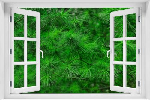Fototapeta Naklejka Na Ścianę Okno 3D - Evergreen pine tree natural wallpaper and background copy space. High quality photo
