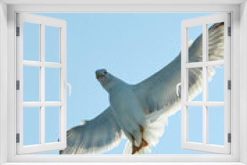 Fototapeta Naklejka Na Ścianę Okno 3D - Seagull flying in the sky