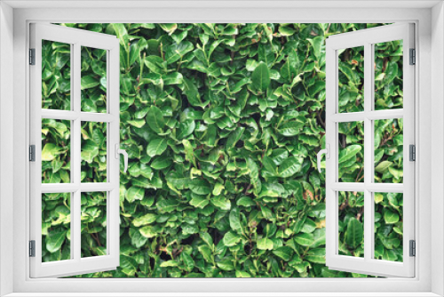 Fototapeta Naklejka Na Ścianę Okno 3D - Fresh green pattern laurel bush texture and background . High quality photo