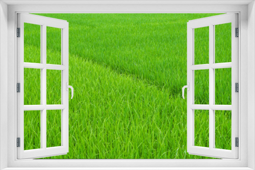 Fototapeta Naklejka Na Ścianę Okno 3D - Field path in lush green rice fields