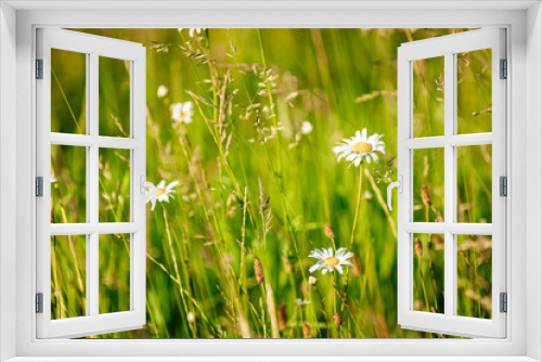 Fototapeta Naklejka Na Ścianę Okno 3D - Focus on tall green grass with weeds and flowers, sunrise view.