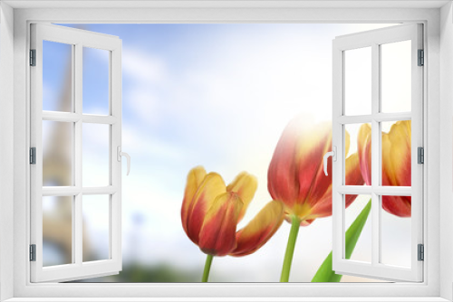Fototapeta Naklejka Na Ścianę Okno 3D - tulipany