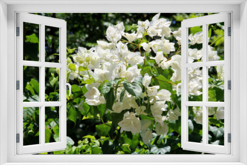 Fototapeta Naklejka Na Ścianę Okno 3D - White flowers in Bougainvillea bush.