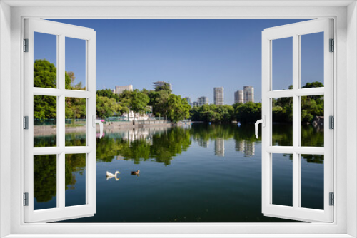 Fototapeta Naklejka Na Ścianę Okno 3D - Paisaje urbano de la ciudad de México, duck reflejado en un lago al amanecer, patos nadando