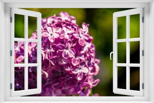 Fototapeta Naklejka Na Ścianę Okno 3D - Beautiful flowering branch of lilac flowers close-up macro shot with blurry background. Spring nature floral background, pink purple lilac flowers. Greeting card banner with flowers for the holiday