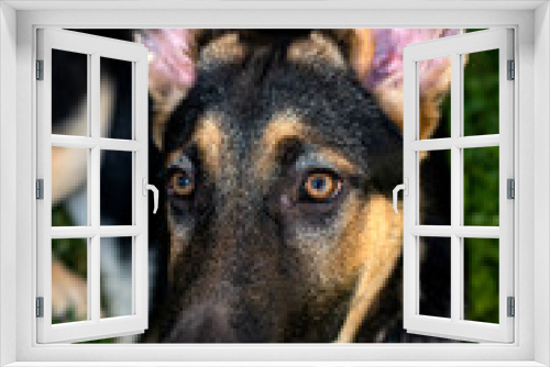 Fototapeta Naklejka Na Ścianę Okno 3D - Close up of german shepherd puppy