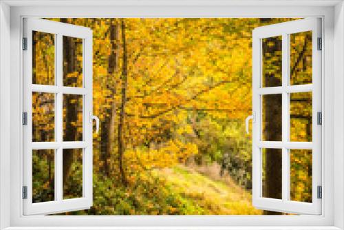 Fototapeta Naklejka Na Ścianę Okno 3D - golden autumn landscape, yellow leaves in a forest or park, beautiful fall background, outdoor shot