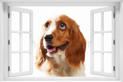 Fototapeta Naklejka Na Ścianę Okno 3D - Funny dog portrait